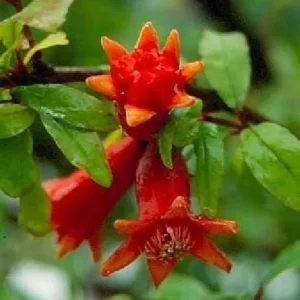 Dwarf Pomegranate Plant - Punica Granatum Nana Live Plant - 4 inch Pot - Indoor/Outdoor Edible Fruit - Image 5
