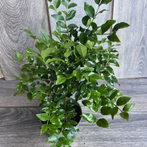 Dwarf Red Jaboticaba Fruit Tree - Precoce Variety Live Plant in 4 inch Pot - Image 3