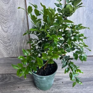 Dwarf Red Jaboticaba Fruit Tree - Precoce Variety Live Plant in 4 inch Pot - Image 4