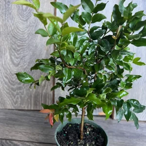 Dwarf Red Jaboticaba Fruit Tree - Precoce Variety Live Plant in 4 inch Pot - Image 5