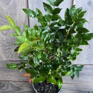 Dwarf Red Jaboticaba Fruit Tree - Precoce Variety Live Plant in 4 inch Pot - Image 6