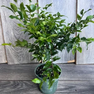 Dwarf Red Jaboticaba Fruit Tree - Precoce Variety Live Plant in 4 inch Pot - Image 8