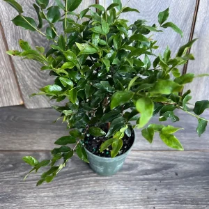 Dwarf Red Jaboticaba Fruit Tree - Precoce Variety Live Plant in 4 inch Pot - Image 9