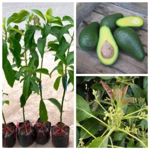 Dwarf Utuado Avocado Tree - Grafted Live Plant, 3 Gallon Pot, Outdoor Fruit Tree - Image 1