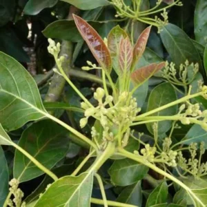 Dwarf Utuado Avocado Tree - Grafted Live Plant, 3 Gallon Pot, Outdoor Fruit Tree - Image 4