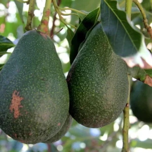 Dwarf Utuado Avocado Tree - Grafted Live Plant, 3 Gallon Pot, Outdoor Fruit Tree - Image 5