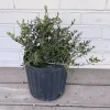 Dwarf Yaupon Holly Live Plant - 1 Gallon Potted Shrub - Ilex vomitoria 'Nana' - Evergreen Outdoor - Image 1