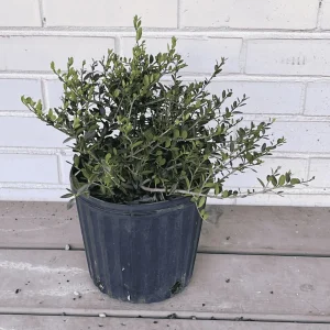 Dwarf Yaupon Holly Live Plant - 1 Gallon Potted Shrub - Ilex vomitoria 'Nana' - Evergreen Outdoor - Image 1