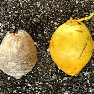Dwarf Yellow Malayan Coconut Seeds - Cocos Nucifera - Certified - Image 2