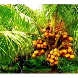 Dwarf Yellow Malayan Coconut Seeds - Cocos Nucifera - Certified - Image 1
