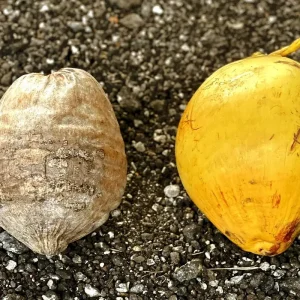 Dwarf Yellow Malayan Coconut Seeds - Cocos Nucifera - Certified - Image 4