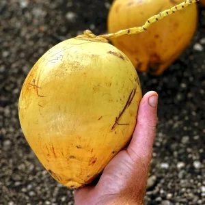 Dwarf Yellow Malayan Coconut Seeds - Cocos Nucifera - Certified - Image 6
