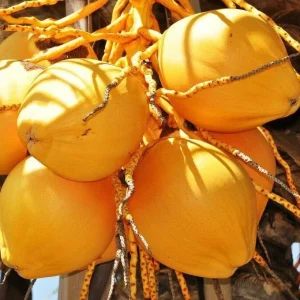Dwarf Yellow Malayan Coconut Seeds - Tropical Palm Seeds - Image 1