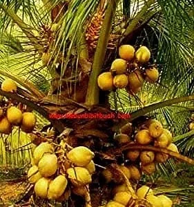 Dwarf Yellow Malayan Coconut Seeds - Tropical Palm Seeds - Image 5