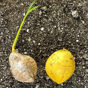 Dwarf Yellow Malayan Coconut Sprouted Tree - Live Tropical Plant - Image 3