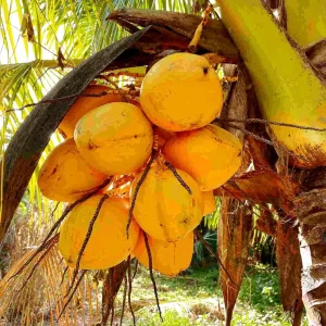 Dwarf Yellow Malayan Coconut Sprouted Tree - Live Tropical Plant - Image 4