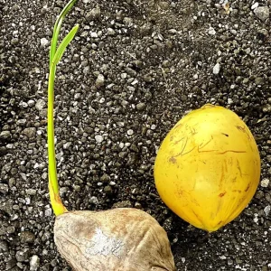 Dwarf Yellow Malayan Coconut Sprouted Tree - Live Tropical Plant - Image 7