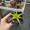 Dyckia Naked Lady Succulent Plant (Dyckia marnier-lapostollei) - 2.5 inch Potted Live Plant - Indoor/Outdoor - Image 1