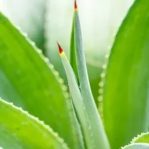 Dyckia Naked Lady Succulent Plant (Dyckia marnier-lapostollei) - 2.5 inch Potted Live Plant - Indoor/Outdoor - Image 2