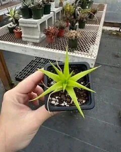 Dyckia Naked Lady Succulent Plant (Dyckia marnier-lapostollei) - 2.5 inch Potted Live Plant - Indoor/Outdoor - Image 1