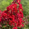 Dynamite Crape Myrtle Tree - Live Quart Pot - True Red Flowers - Image 1