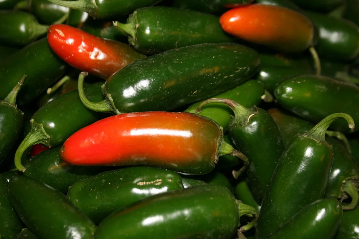 Early Jalapeno Hot Pepper Seeds - Set of 50 Seeds for Outdoor Gardening - Image 3