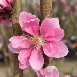 Early Pink Flowering Peach Tree – Live Plant – 2-3 Feet Tall – 3 Gallon Pot - Image 2