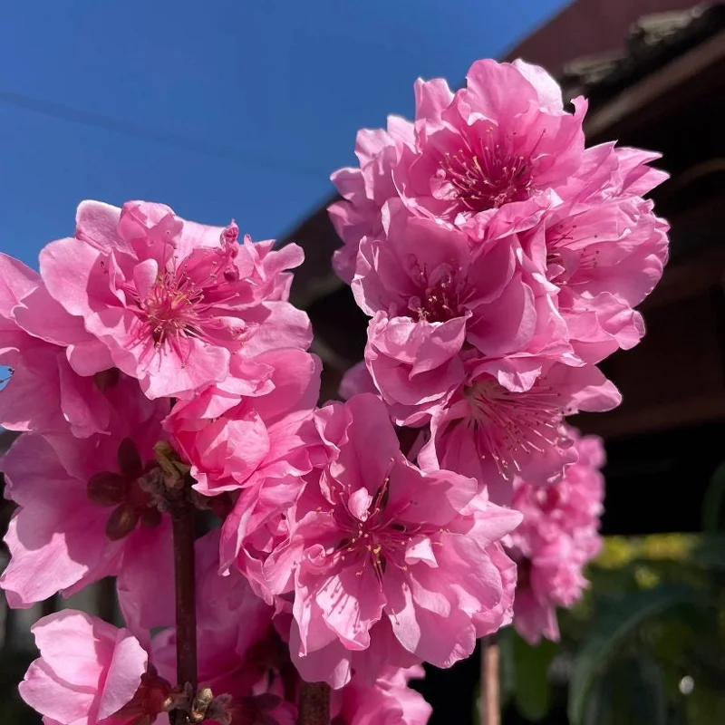 Early Pink Flowering Peach Tree – Live Plant – 2-3 Feet Tall – 3 Gallon Pot - Image 3