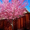 Early Pink Flowering Peach Tree – Live Plant – 2-3 Feet Tall – 3 Gallon Pot - Image 1