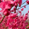 Early Red Flowering Peach Tree - Live Plant - 3-4 ft Tall - 3 Gallon Pot - Image 1