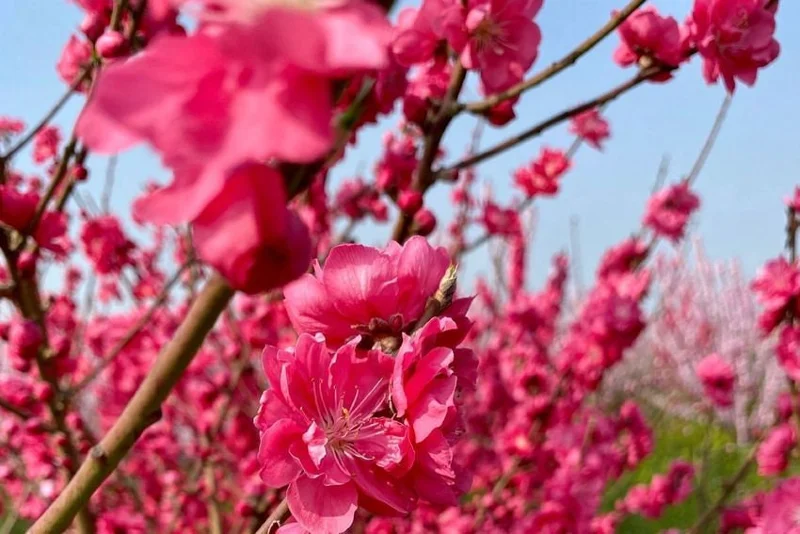 Early Red Flowering Peach Tree - Live Plant - 3-4 ft Tall - 3 Gallon Pot - Image 1