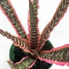Earth Star Plant - Cryptanthus Live Plant - 5 inch Pot - Indoor - Image 1