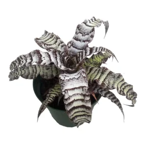 Earth Star Plant Cryptanthus - Live Plant in 5" Pot - Indoor Foliage - Image 1