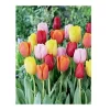 Easter Joy Mix Tulip Bulbs - Triumph Tulipa - 18-20" Tall, Zone 2-8 - Image 1