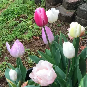 Easter Joy Mix Tulip Bulbs – Triumph Tulips – Approx. 450 Bulbs – Outdoor - Image 2