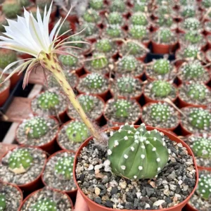 Easter Lily Cactus Live Plant – Echinopsis Oxygona Flowering Cactus – 6 inch Pot - Image 3