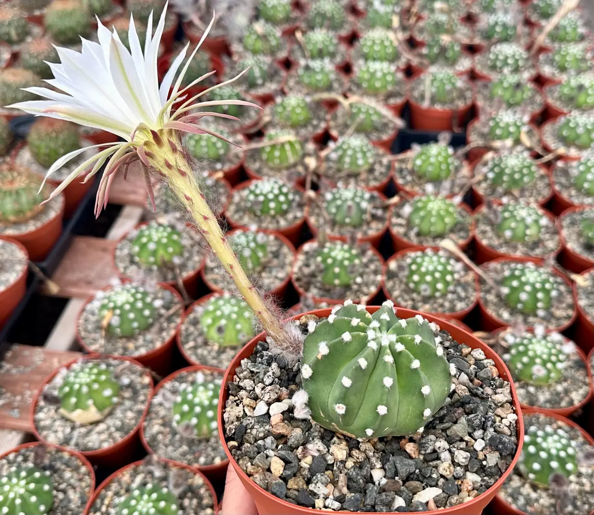 Easter Lily Cactus Live Plant – Echinopsis Oxygona Flowering Cactus – 6 inch Pot - Image 3