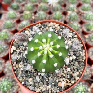 Easter Lily Cactus Live Plant – Echinopsis Oxygona Flowering Cactus – 6 inch Pot - Image 4