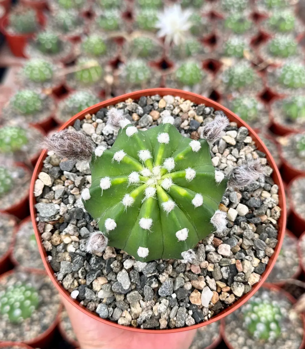 Easter Lily Cactus Live Plant – Echinopsis Oxygona Flowering Cactus – 6 inch Pot - Image 4