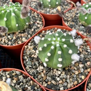 Easter Lily Cactus Live Plant – Echinopsis Oxygona Flowering Cactus – 6 inch Pot - Image 5