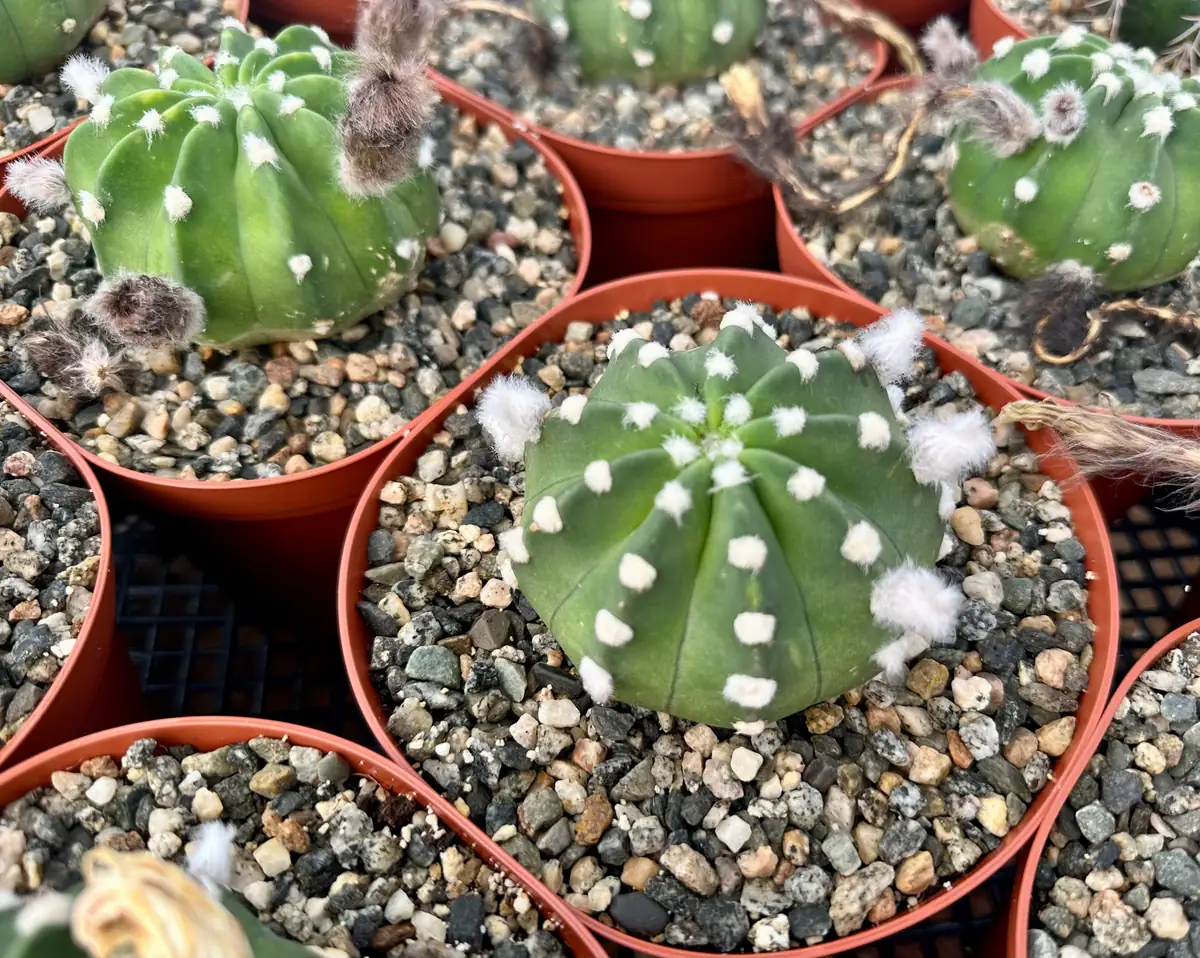 Easter Lily Cactus Live Plant – Echinopsis Oxygona Flowering Cactus – 6 inch Pot - Image 5