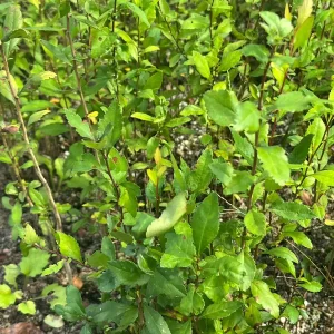 Eastern Mayhaw Tree (Crataegus Aestivalis) - 2 Bare Root Live Plants - Image 5