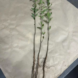 Eastern Mayhaw Tree (Crataegus Aestivalis) - 2 Bare Root Live Plants - Image 6