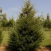 Eastern Red Cedar Live Plant – Juniperus Virginiana – Quart Pot – 6-12 inches Tall – Outdoor Tree - Image 1