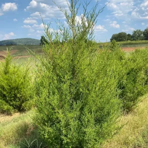Eastern Red Cedar Tree Bare-Root - Hardy Evergreen, USDA Zones 2-9, 2 Pack - Image 2