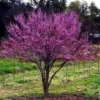 Eastern Redbud Bare Root Seedlings - 2 Pack, 2 ft Tall Live Plant, Outdoor - Image 1