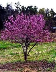 Eastern Redbud Bare Root Seedlings - 2 Pack, 2 ft Tall Live Plant, Outdoor - Image 1