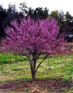 Eastern Redbud Bare Root Seedlings - 5 Pack, 6-18 inches, Native Flowering Tree - Image 1