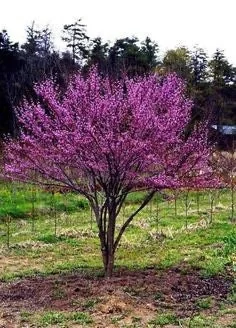 Eastern Redbud Bare Root Seedlings - 5 Pack, 6-18 inches, Native Flowering Tree - Image 1