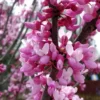 Eastern Redbud Live Plant - 6-12" Tall, 1 Quart Pot - Pink Blooming Ornamental Tree - Image 1